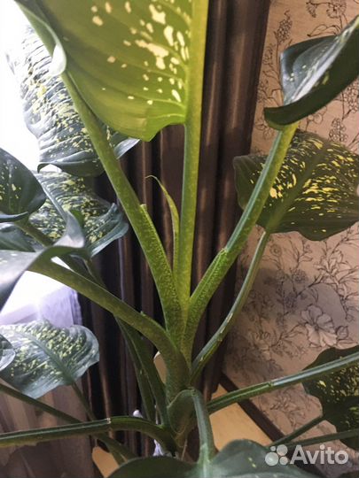 Диффенбахия