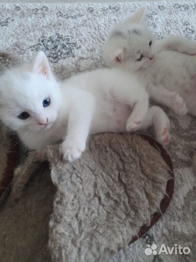 Продам котят