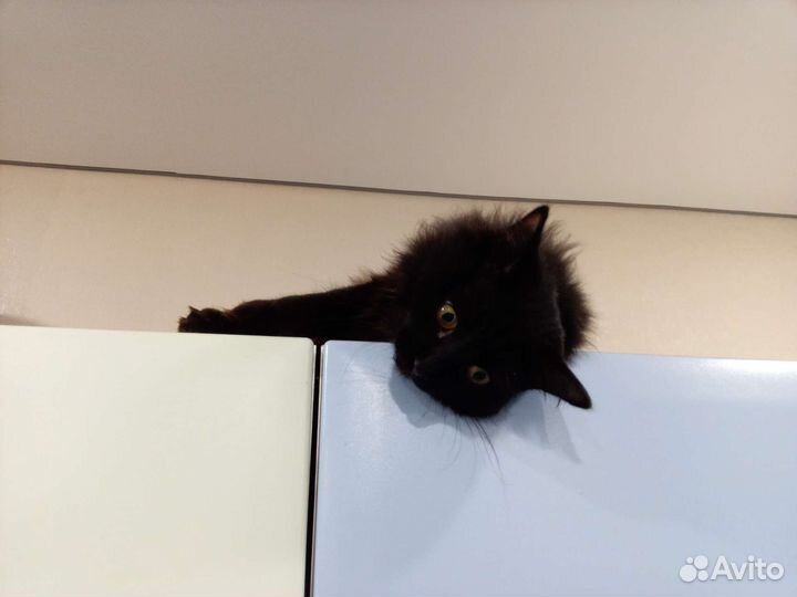 Передержка