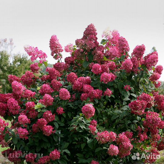 Гортензия метельчатая Вимс Ред