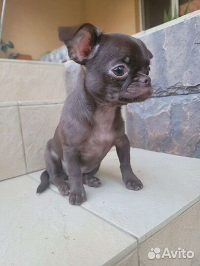 Мальчик Красавчик Чихуахуа