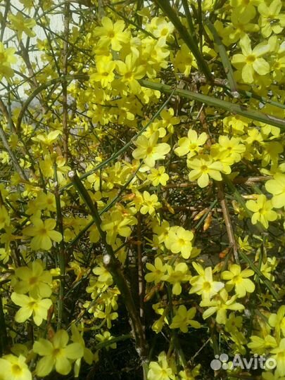 Жасмин голоцветковый