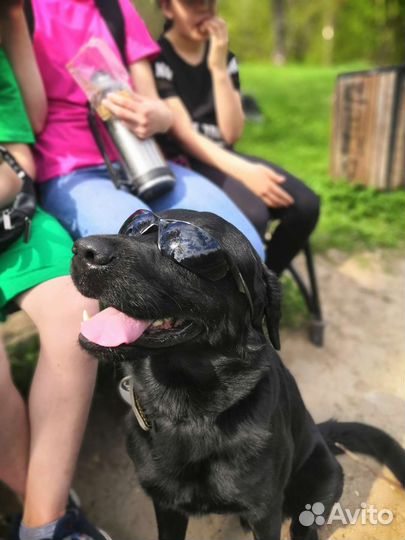 Лабрадор-ретривер вязка