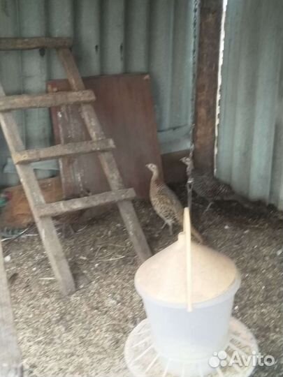 Молодняк птицы