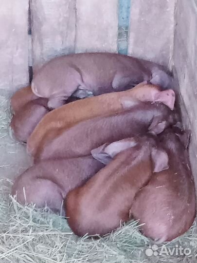 Продаю поросят породы Дюрок