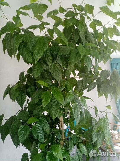 Гибискус (китайская роза)