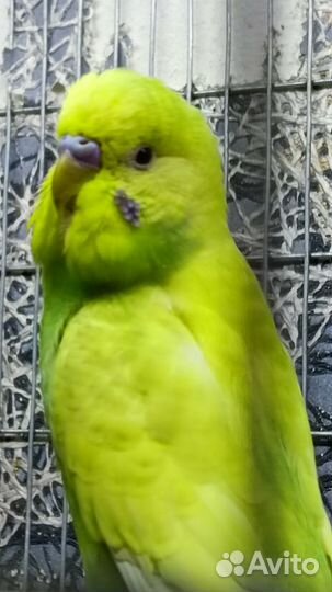 Волнистые попугаи редкого окраса + новая клетка