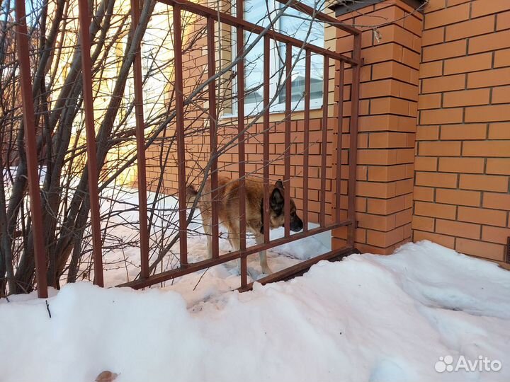 Собака овчарка в добрые руки