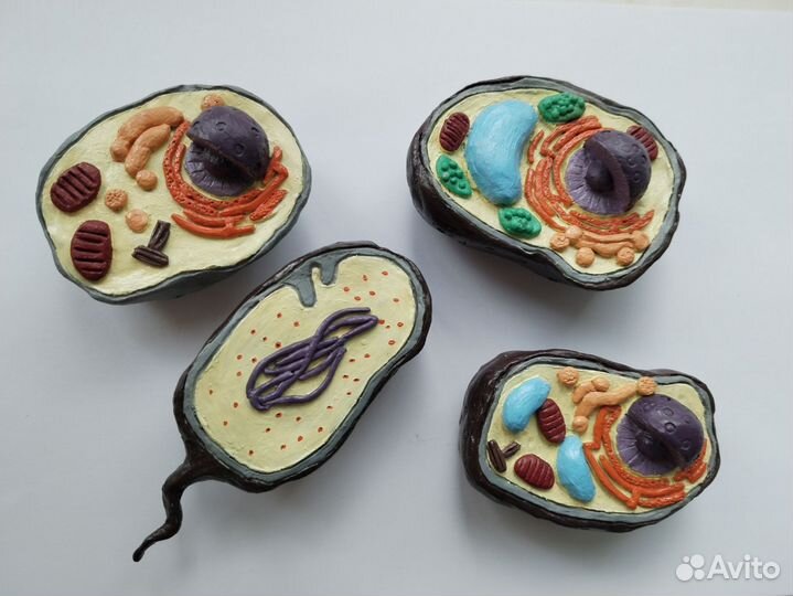 Модели всех типов клеток