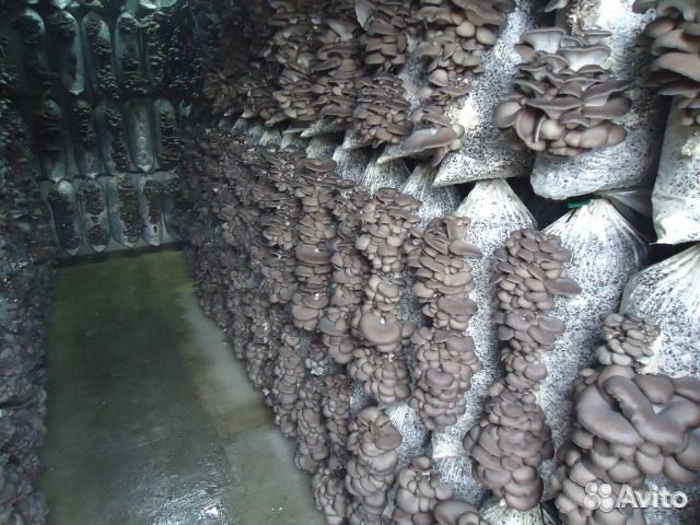 Мицелий вешенки штамма 35нк