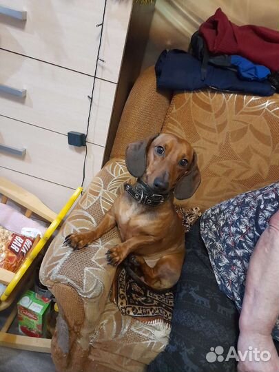 Вязка кобель такса