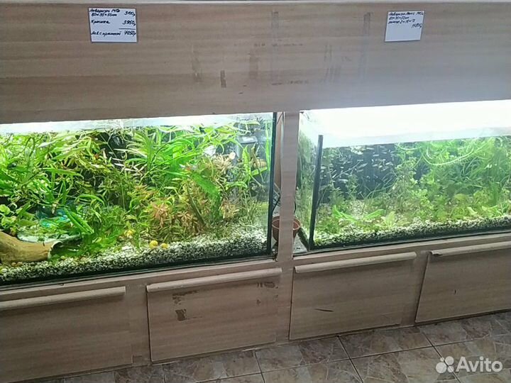 Аквариумные рыбки