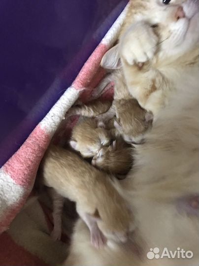 Котята от умной кошки