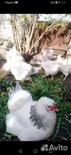 Инкубационное яйцо брама