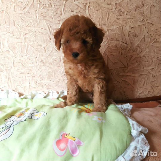 Щенки той пуделя