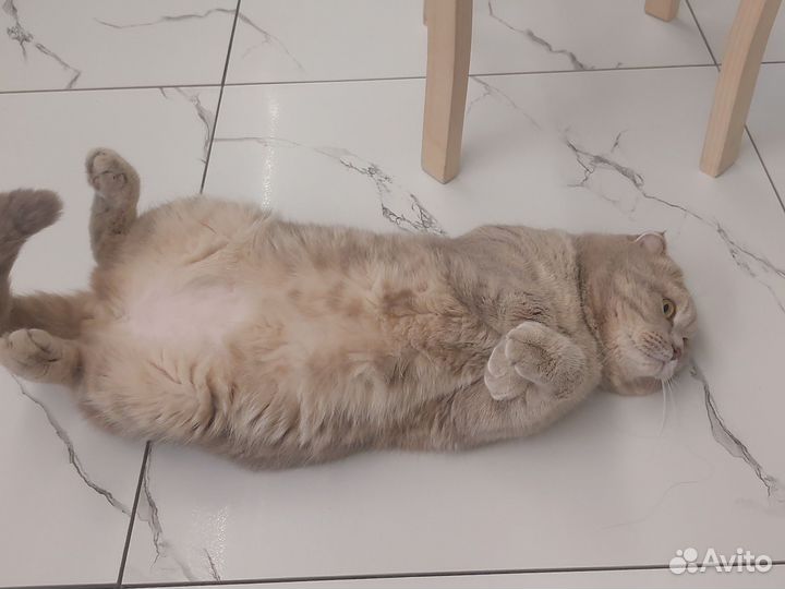 Шотландский кот вязка