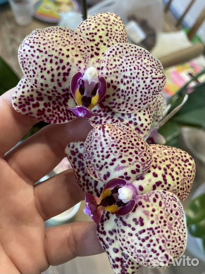 Орхидея angel rose M