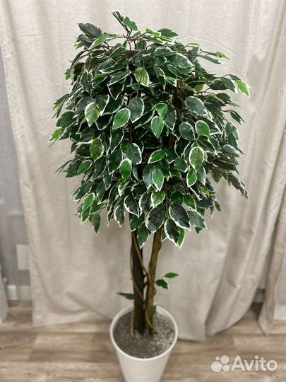 Искусственный фикус