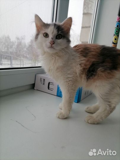 Кошка в дар