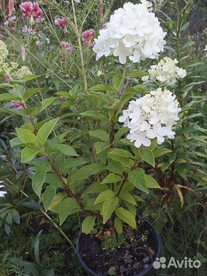 Гортензия метельчатая Summer Snow гейхеры