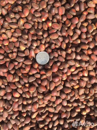 Кедровый орех, свежий 2023 года. Ядро