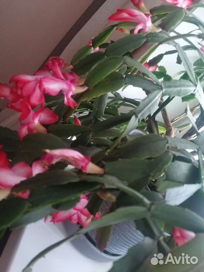 Цветок декабрист