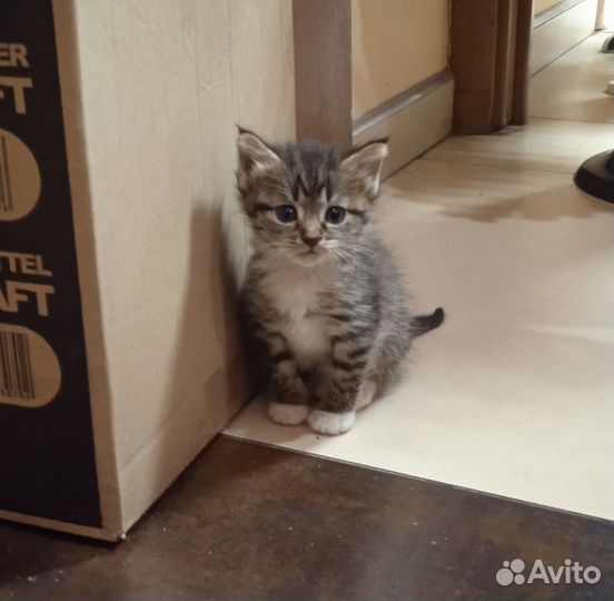 Котёнок девочка в добрые руки