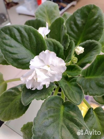 Комнатные растения цветы