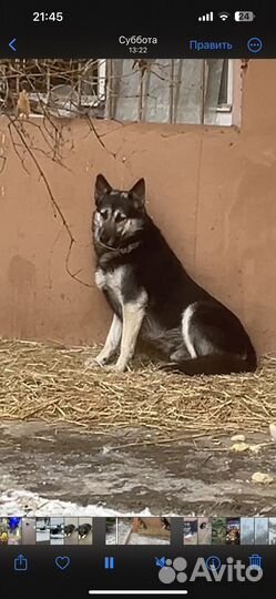 Восточноевропейская овчарка