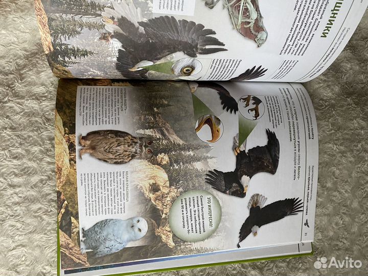 Энциклопедия современная животные