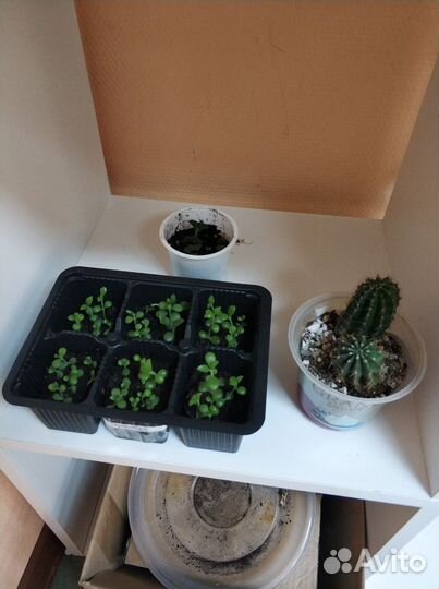 Свободный обмен растениями