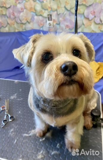 Стрижка собак и кошек