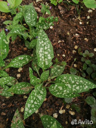 Садовые растения