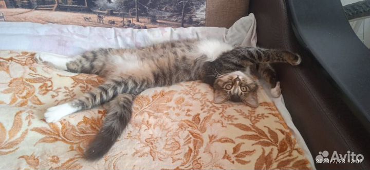 Котята
