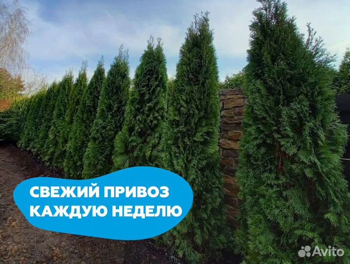 Туя 1,3 м