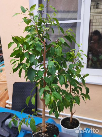 Фикус бенджамина