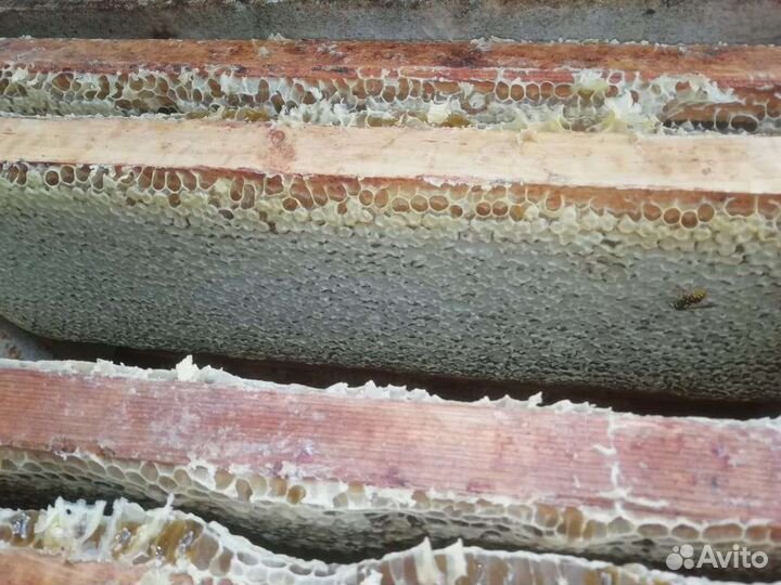 Мед в сотах/Сотовый мёд 2023 года