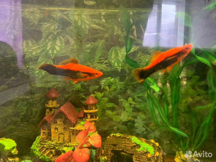 Аквариум