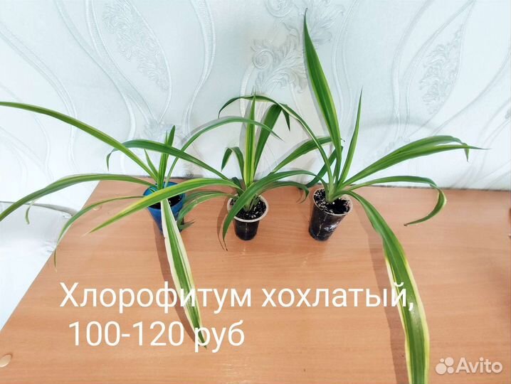 Комнатные растения