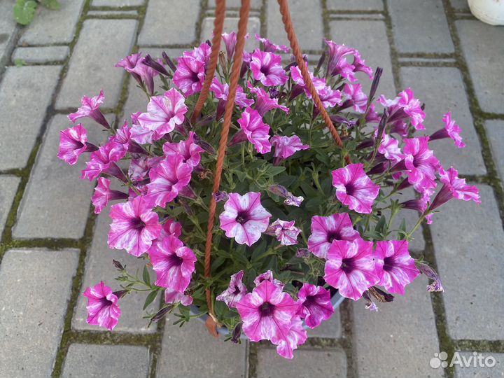 Кашпо с ампельной петунией