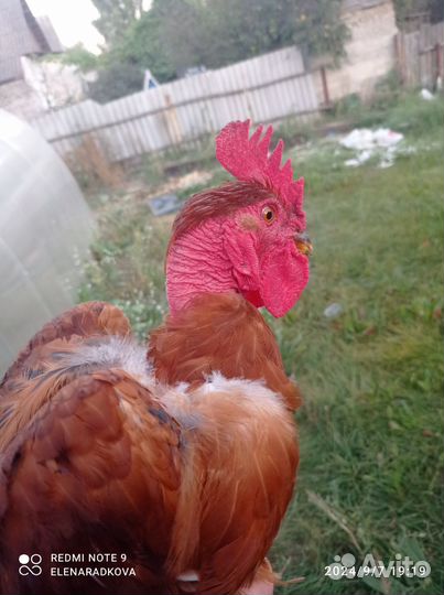 Молодые петухи