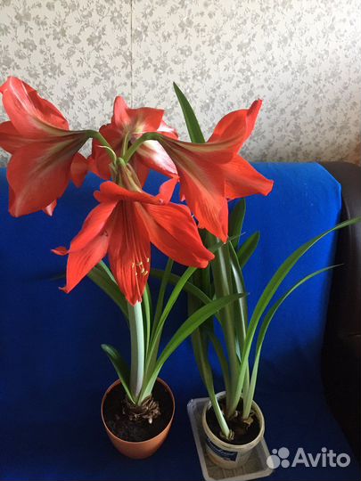 Гиппиаструм