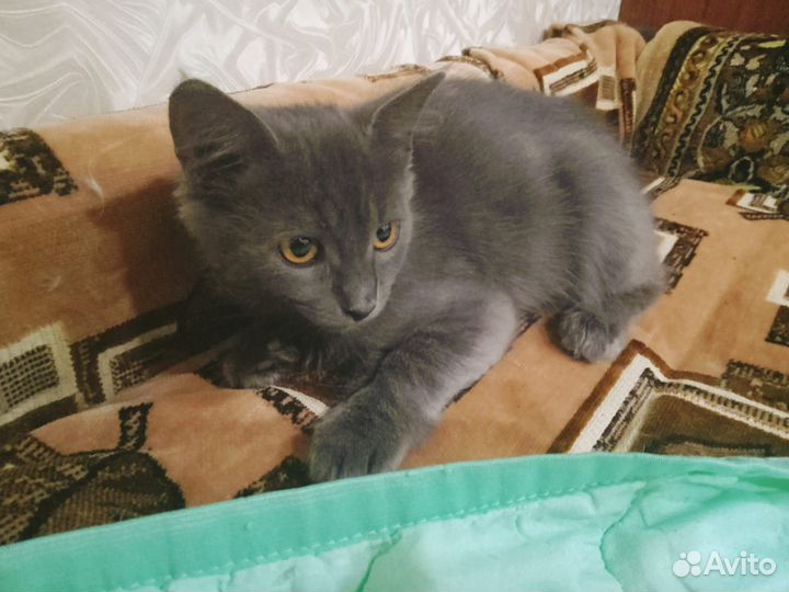 Котик в добрые ручки