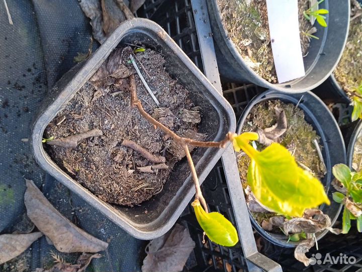 Лимонник китайский, сортовой