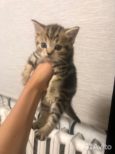 Шотландские котята