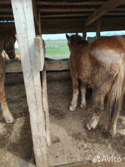 Лошади советский тяжеловоз