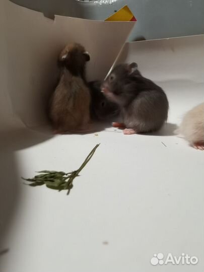 Сирийский хомяк