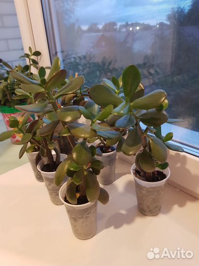 Денежное дерево (Толстянка)