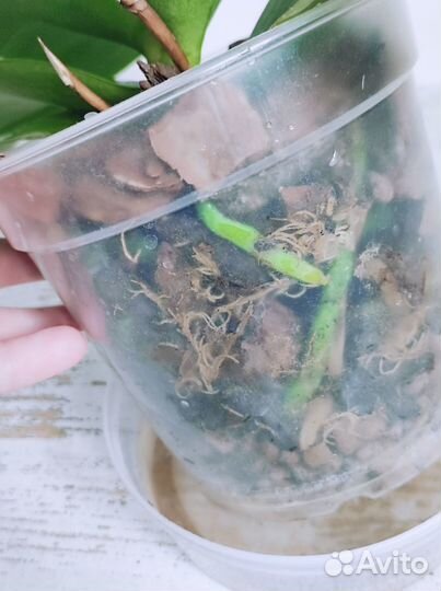 Орхидея фаленопсис Бронзовый будда