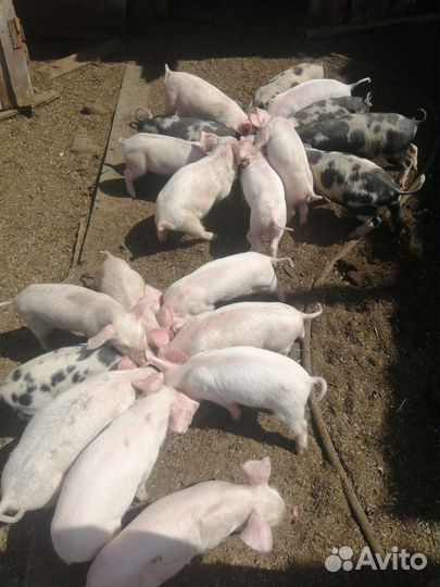 Поросята